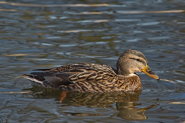 Sådan afslører du forfatterens tricks i krydsord
