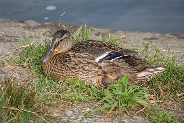 Krydsord for begyndere: Kom godt i gang med de svære felter