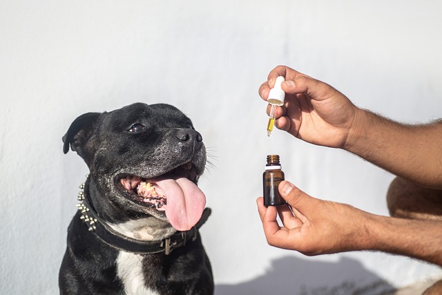 Lovlig og effektiv: Sådan hjælper formula swiss cbd olie tusindvis af danskere