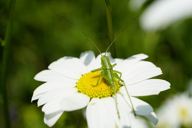 Fra larve til hoppende insekt - alt du skal vide om græshoppe-livscyklussen.