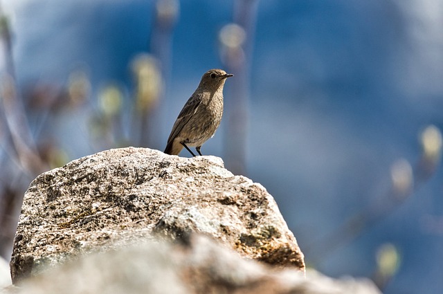 Fra vandbad til insekthotel: Skab en varieret habitat for fuglene i din have